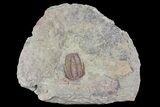 Ordovician Trilobite (Euloma) - Zagora, Morocco #85204-1